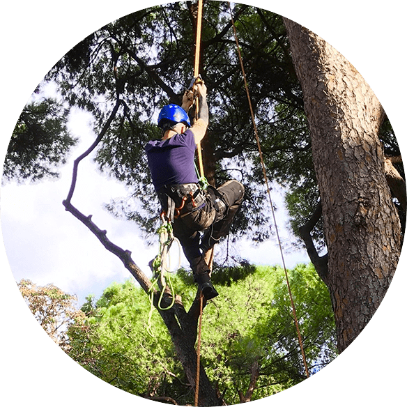 Tree climbing Roma: abbattimento degli alberi