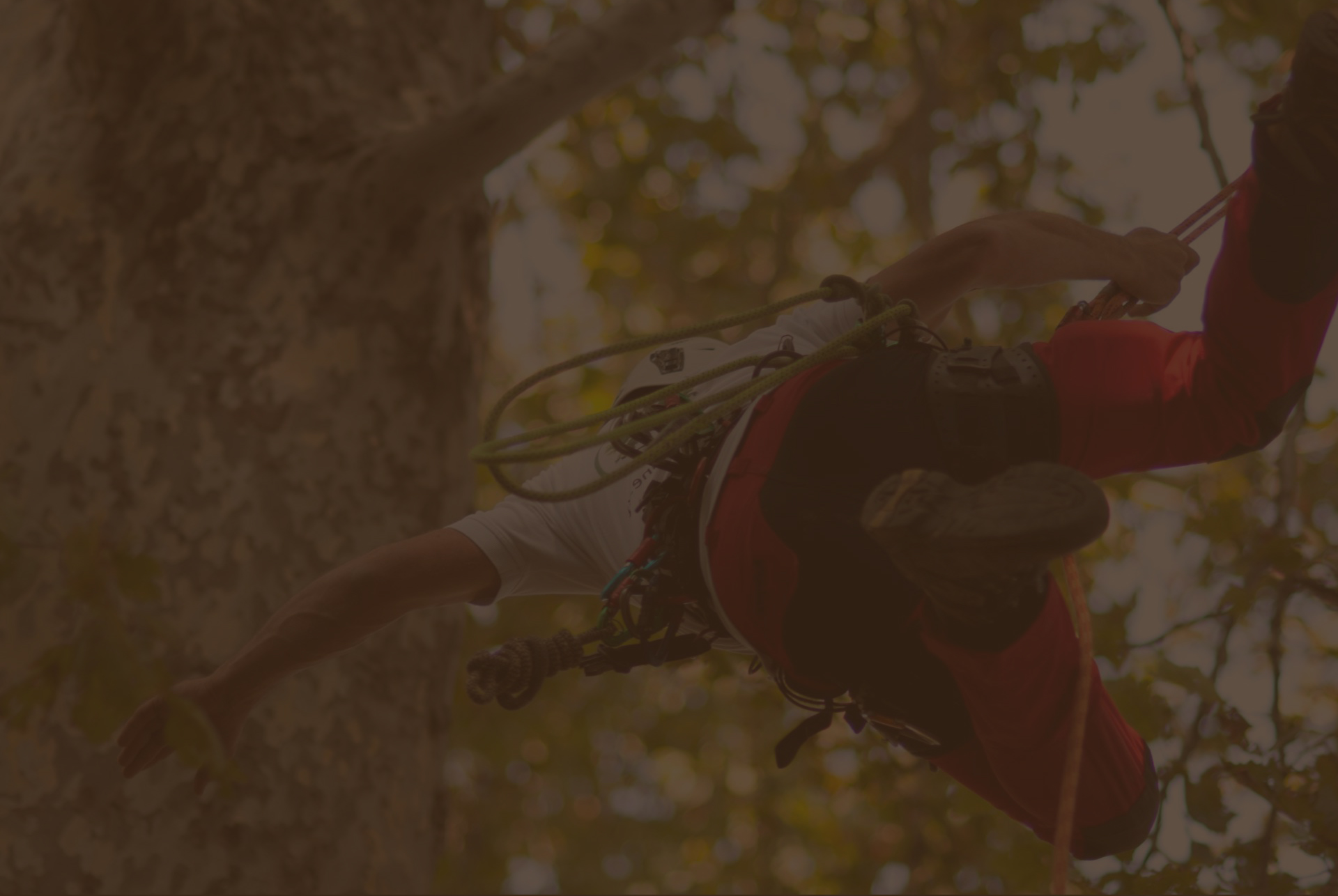 Tree climbing a Roma: scegli la professionalità di Obiettivo Tree Climbing