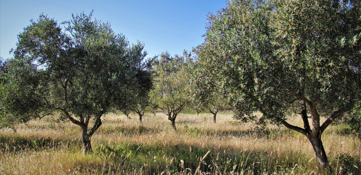 Alberi di olivo pronti alla potatura